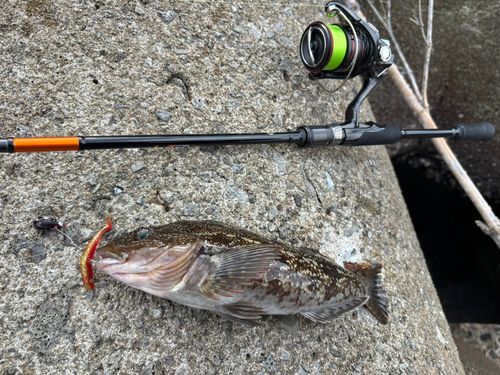 アイナメの釣果