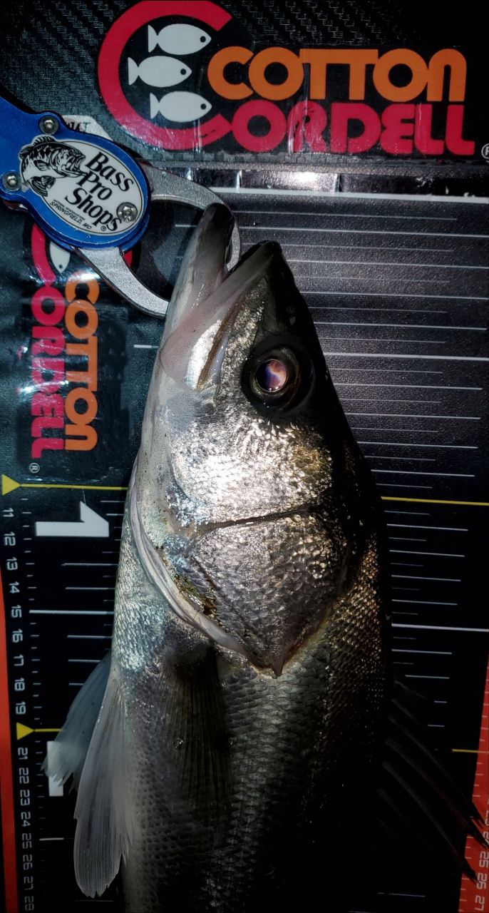 SHIMANO 20ルナミス S100MHの最安値・インプレ・釣果 | 本音の口コミが