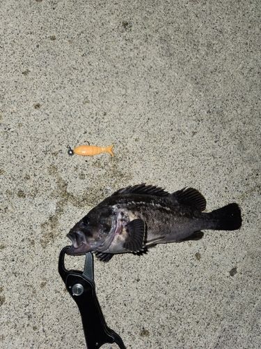 クロソイの釣果