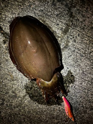 コウイカの釣果