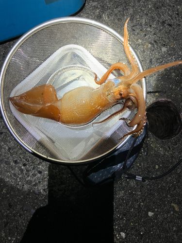 スルメイカの釣果