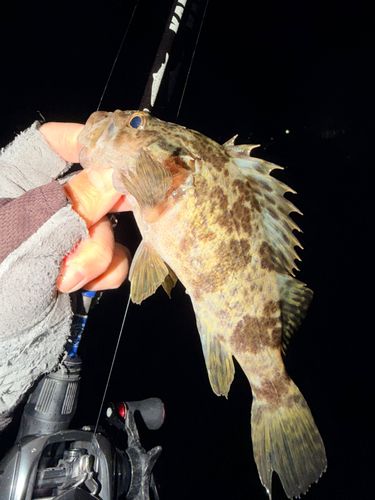 ベッコウゾイの釣果