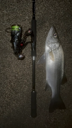 ヒラスズキの釣果