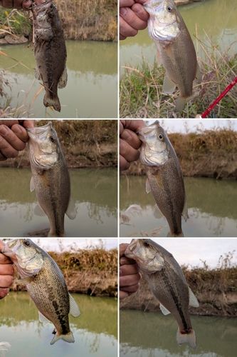 ブラックバスの釣果