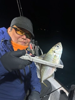 マアジの釣果