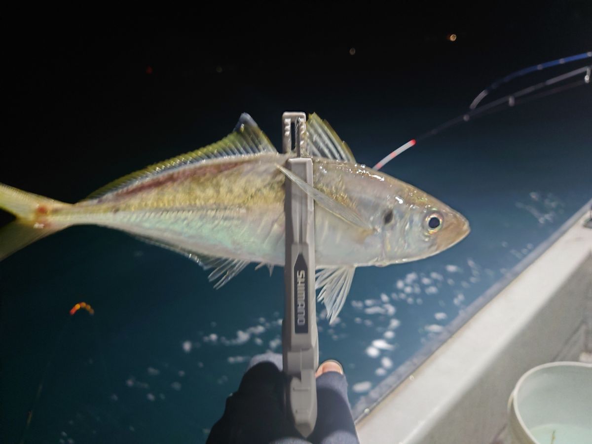 忙しすぎるルアーマンさんの釣果 2枚目の画像
