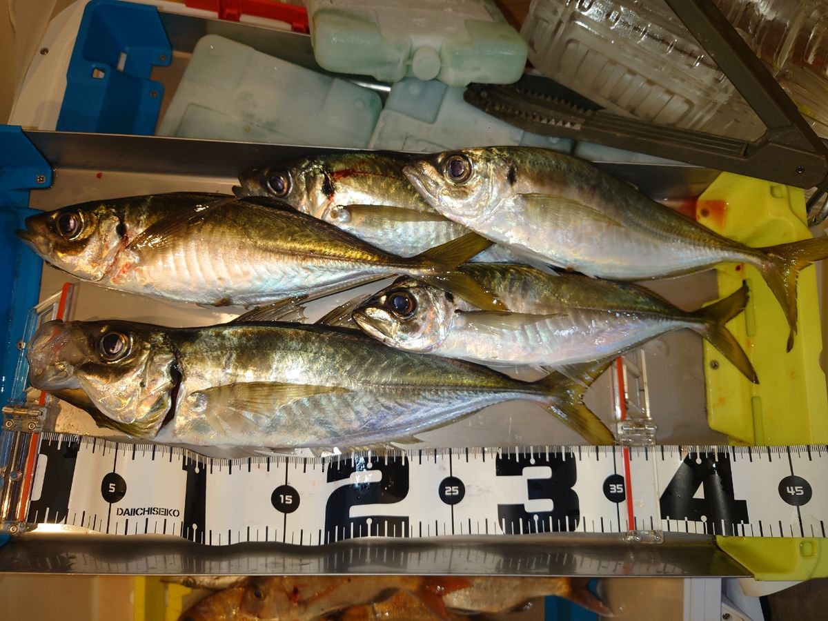 忙しすぎるルアーマンさんの釣果 3枚目の画像