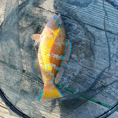 ヒブダイの釣果