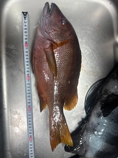 シブダイの釣果