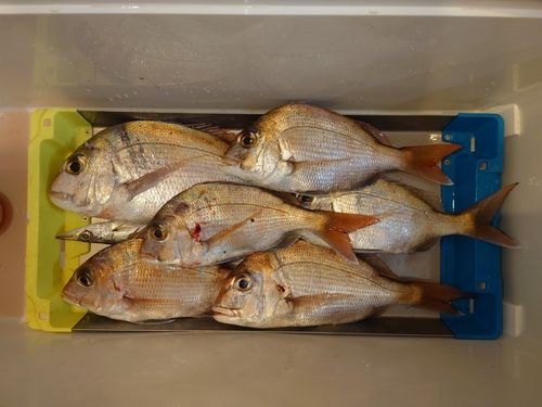 マダイの釣果