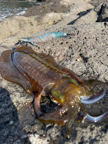アオリイカの釣果