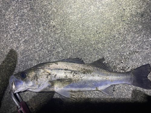 フッコ（マルスズキ）の釣果