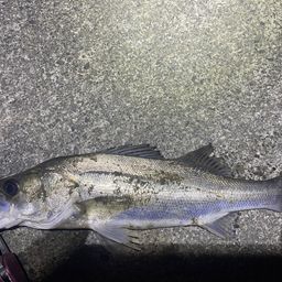 フッコ（マルスズキ）