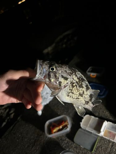 クロソイの釣果