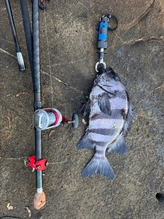 イシダイの釣果