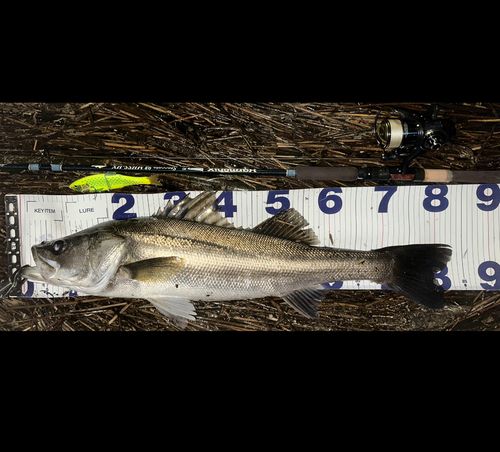 シーバスの釣果