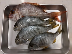 マダイの釣果