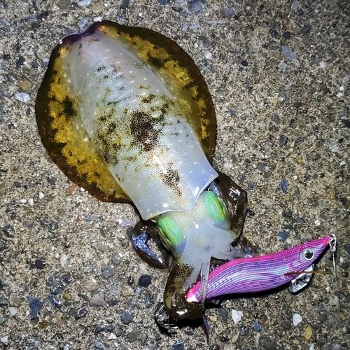 アオリイカの釣果