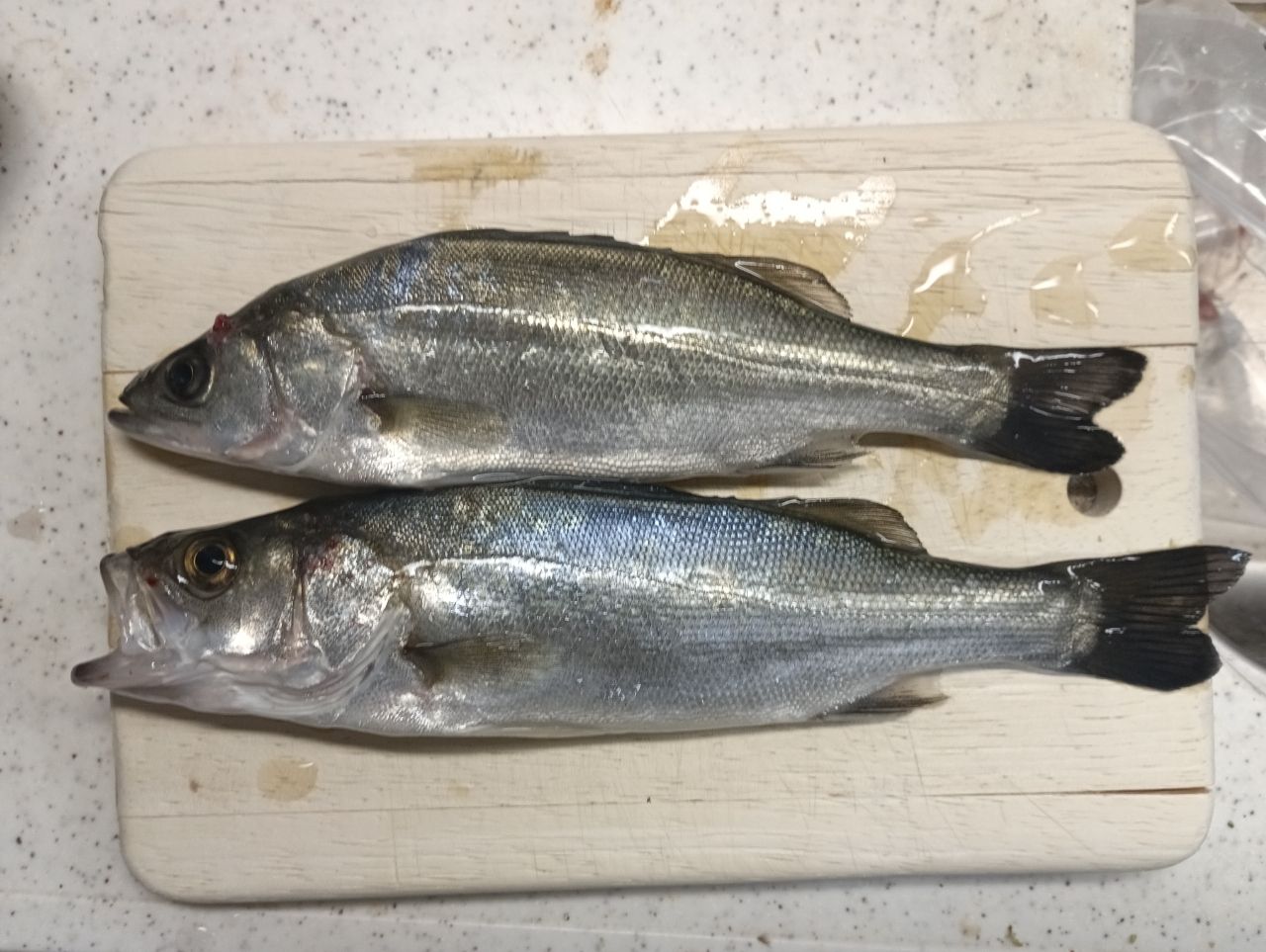 セイゴ（ヒラスズキ）