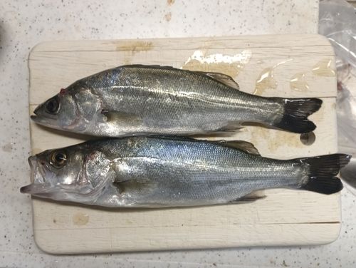 セイゴ（ヒラスズキ）の釣果