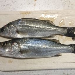 セイゴ（ヒラスズキ）