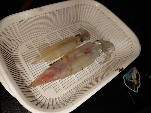 イカの釣果