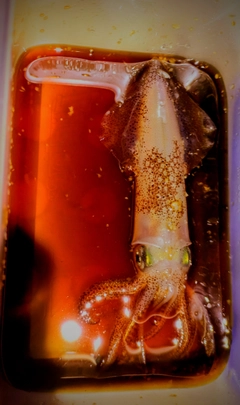 ジンドウイカの釣果