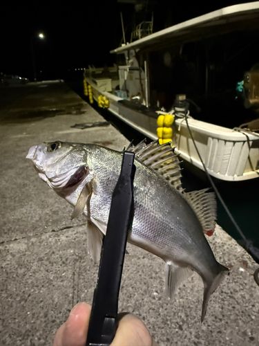 セイゴ（ヒラスズキ）の釣果