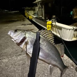 セイゴ（ヒラスズキ）