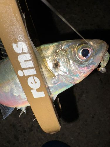 知多半島野池群