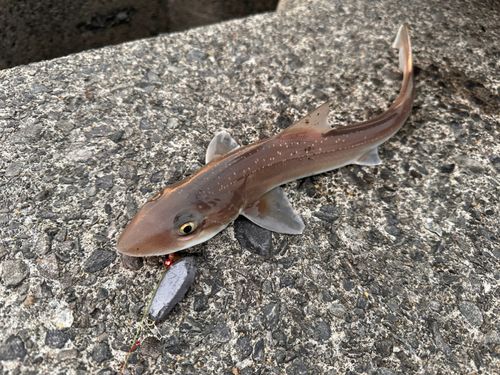サメの釣果