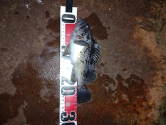 クロソイの釣果