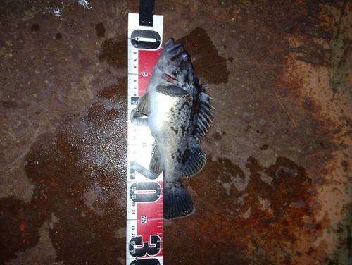 クロソイの釣果