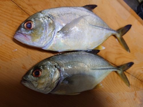 カイワリの釣果