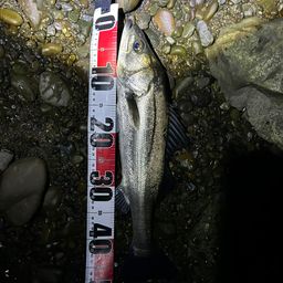 セイゴ（マルスズキ）