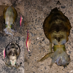 アオリイカの釣果
