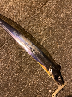 タチウオの釣果