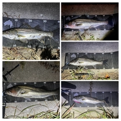 シーバスの釣果