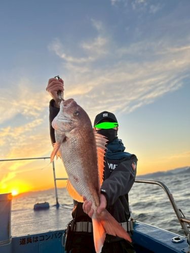 マダイの釣果
