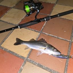 セイゴ（マルスズキ）