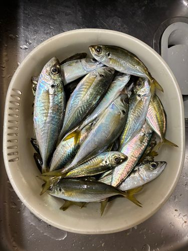 周防大島（屋代島）