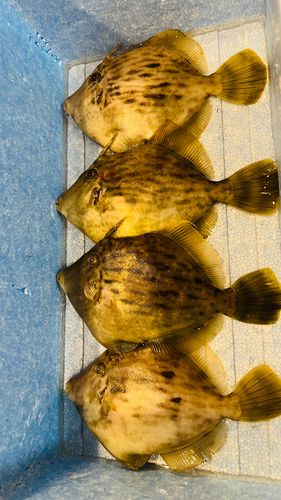 カワハギの釣果