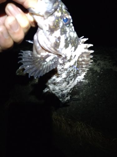 クロソイの釣果