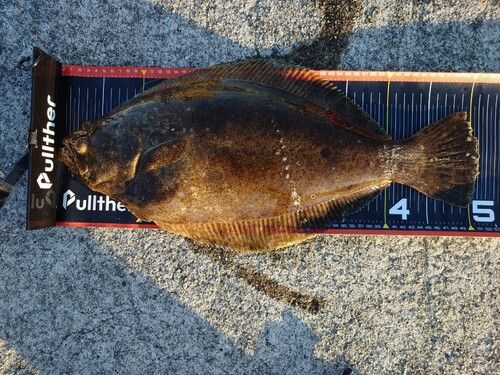 ヒラメの釣果