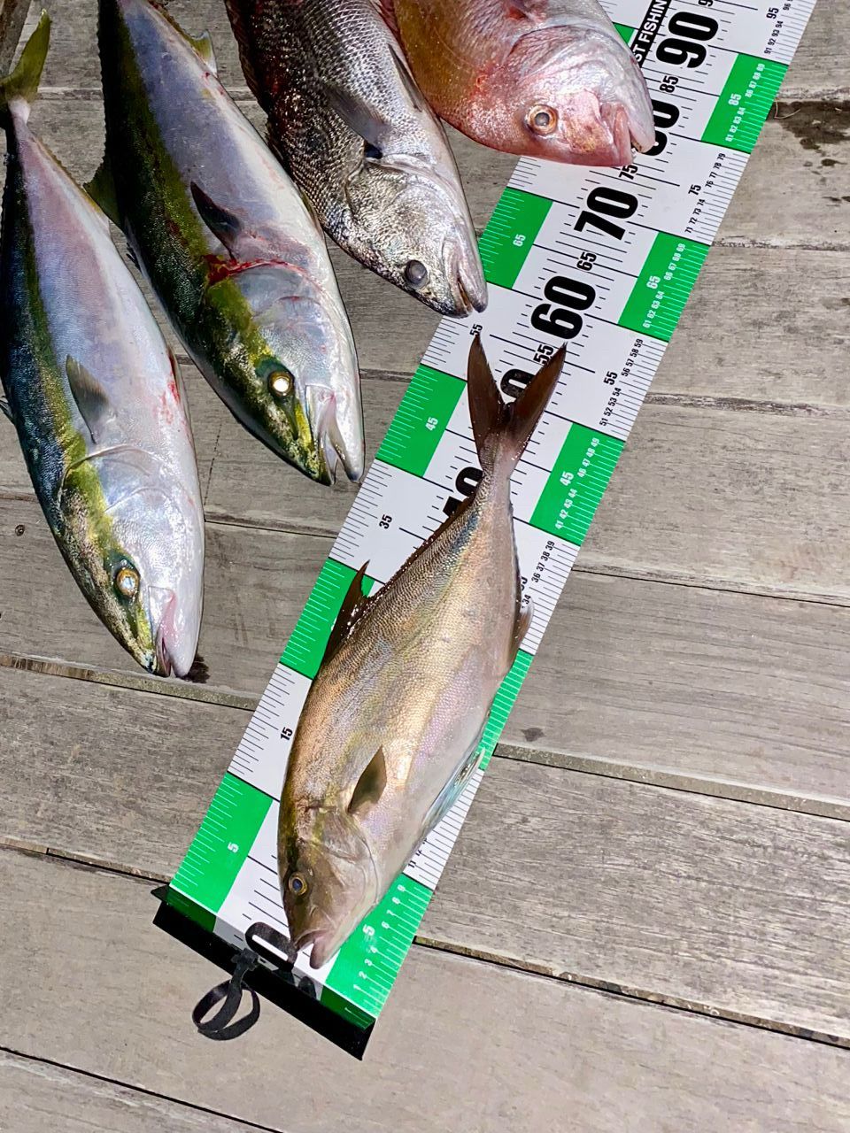 SHIMANO 19コルトスナイパー SS S100Hの最安値・インプレ・釣果 | 本音