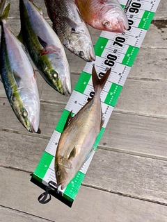 ヒレナガカンパチの釣果