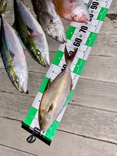 ヒレナガカンパチの釣果