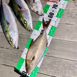 ヒレナガカンパチ