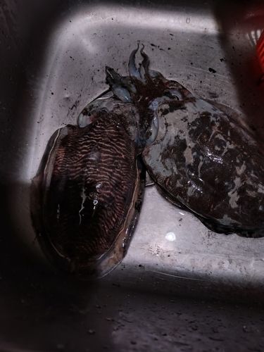 コウイカの釣果