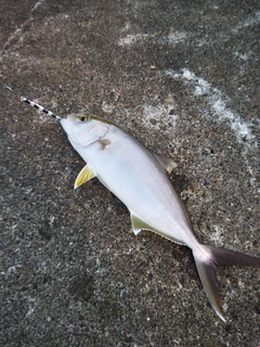 カンパチの釣果